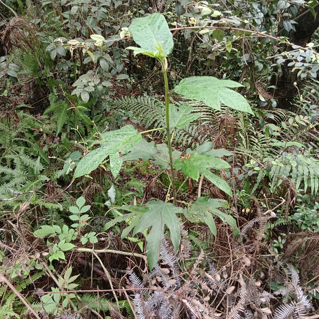植钊