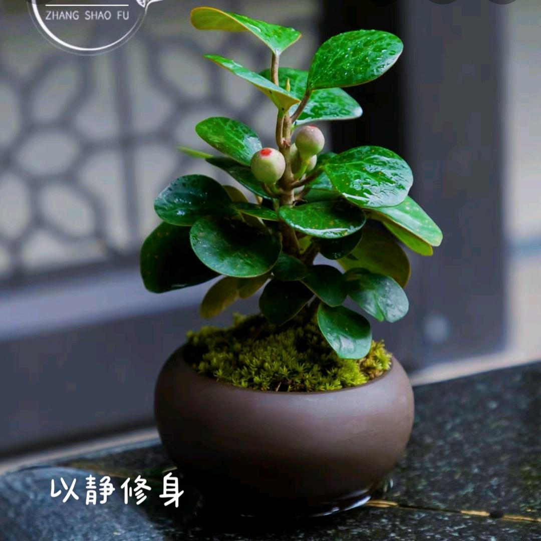 小小