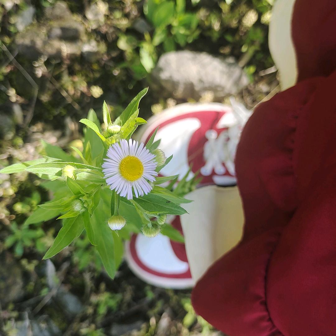 我是你养不胖的猪猪