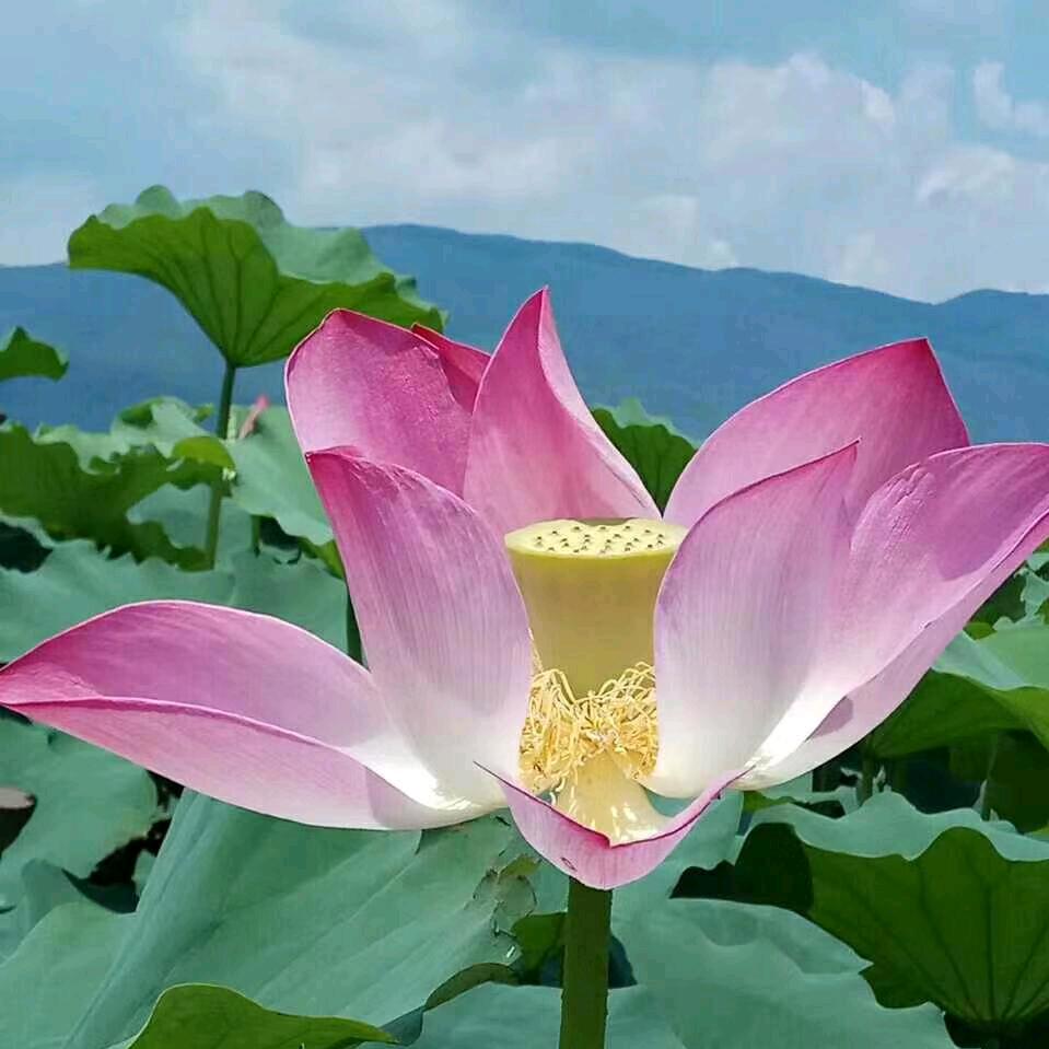 遇上你是我的缘5518