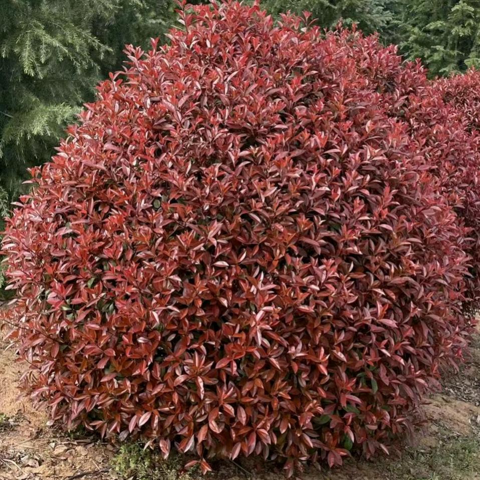 南京市浦口区八零后苗圃场.