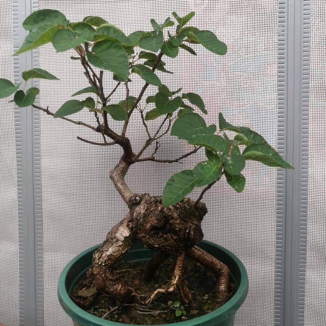 盆景小院