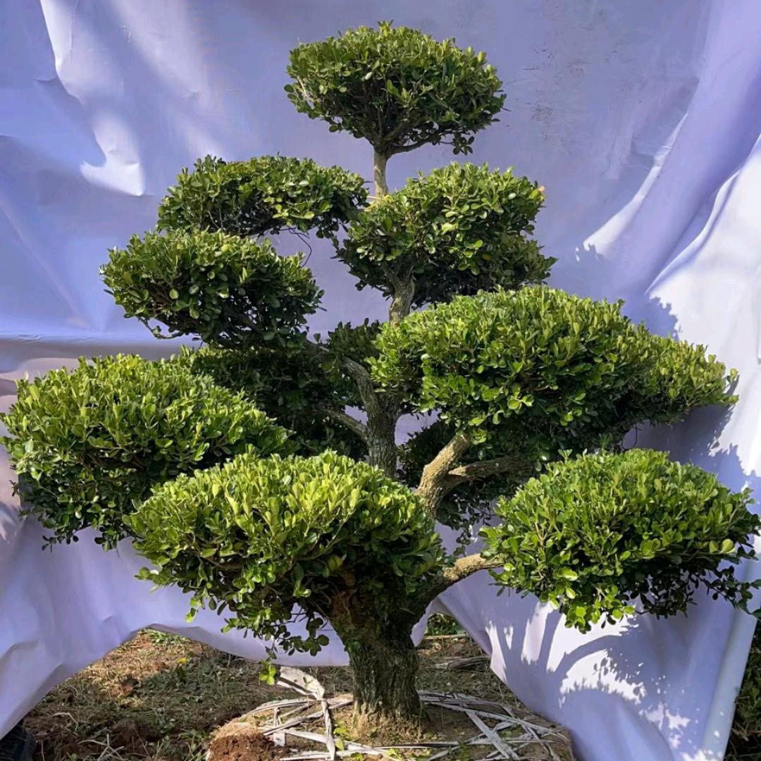 兰馨 景观黄杨造型树批发