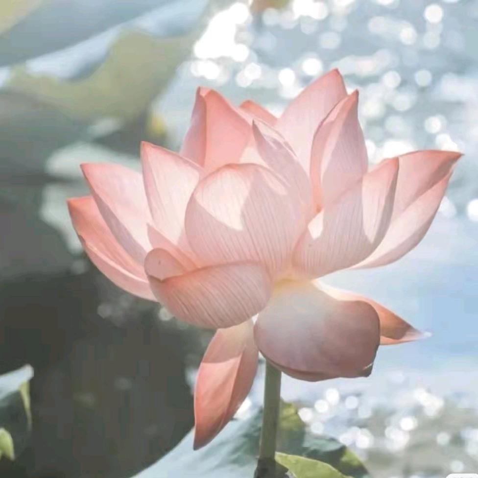 大知闲闲