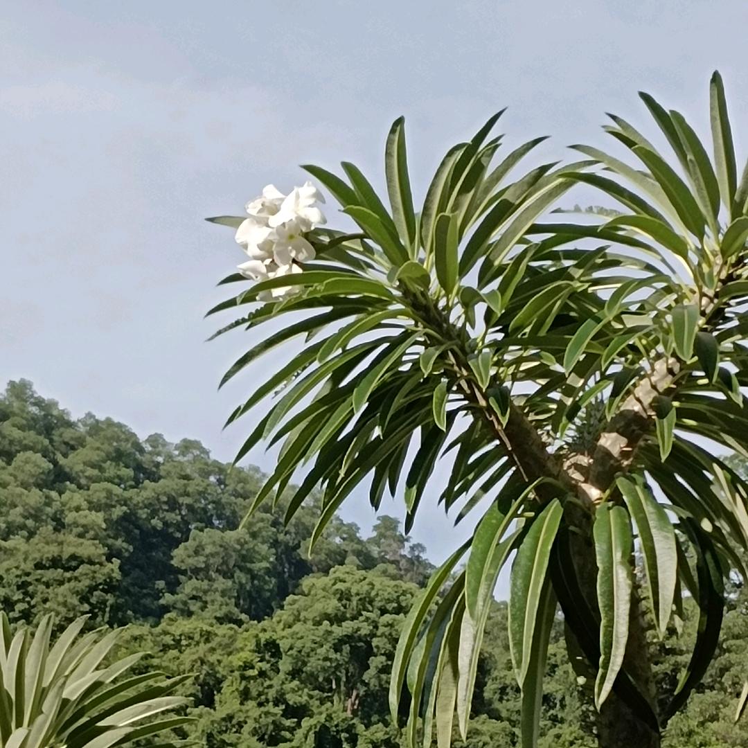 清疏雨影