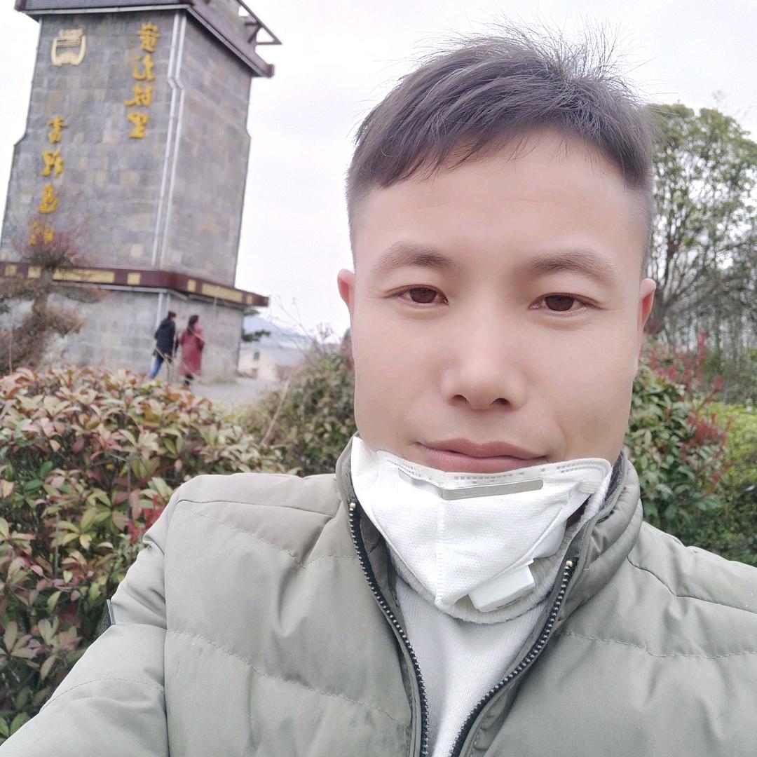 湘西黄金茶
