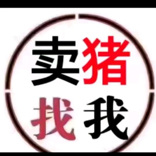 谭荣平收猪