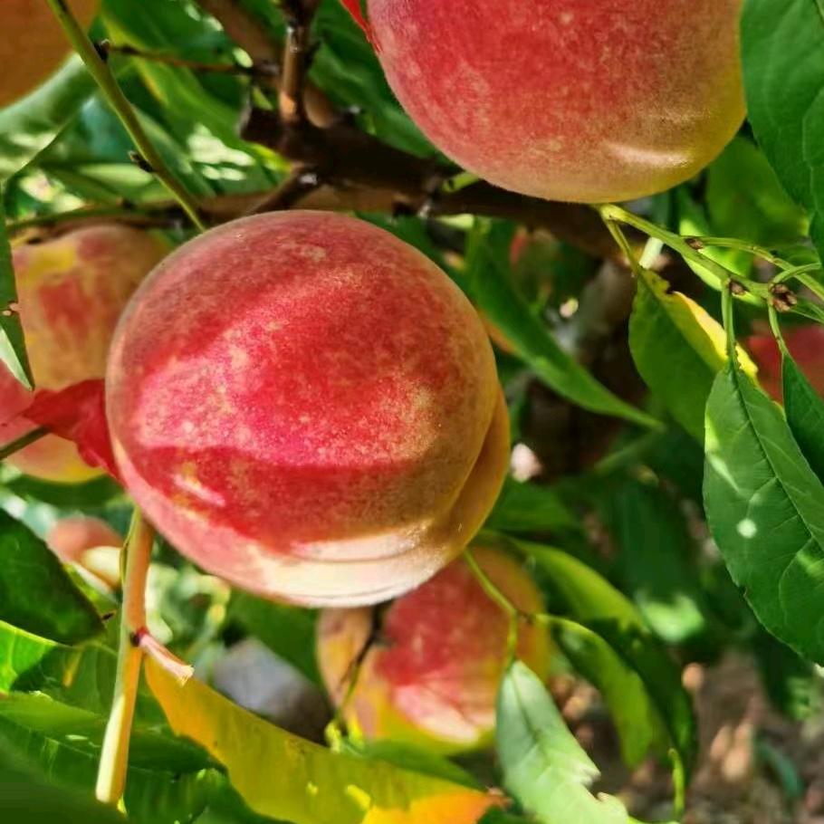 沐源春水果农场