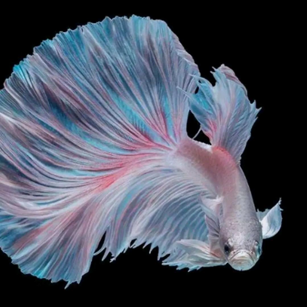 沐鱼「观赏鱼饲料」