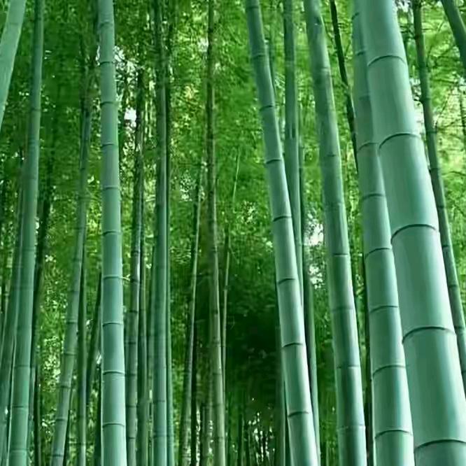 ziMO-GUO男女西服定制