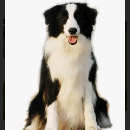 边牧超甜（买🐶私信）