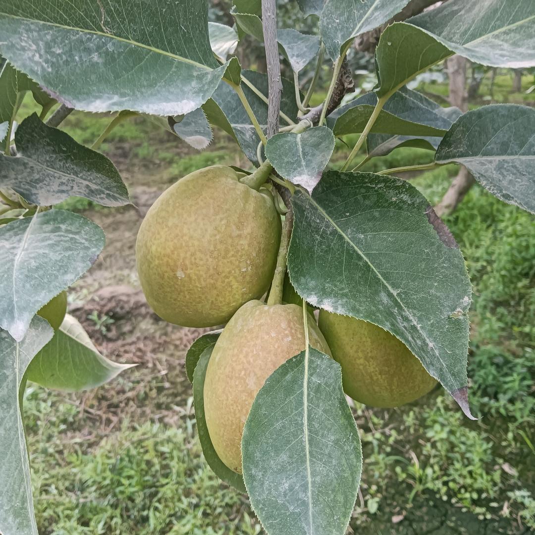 风格