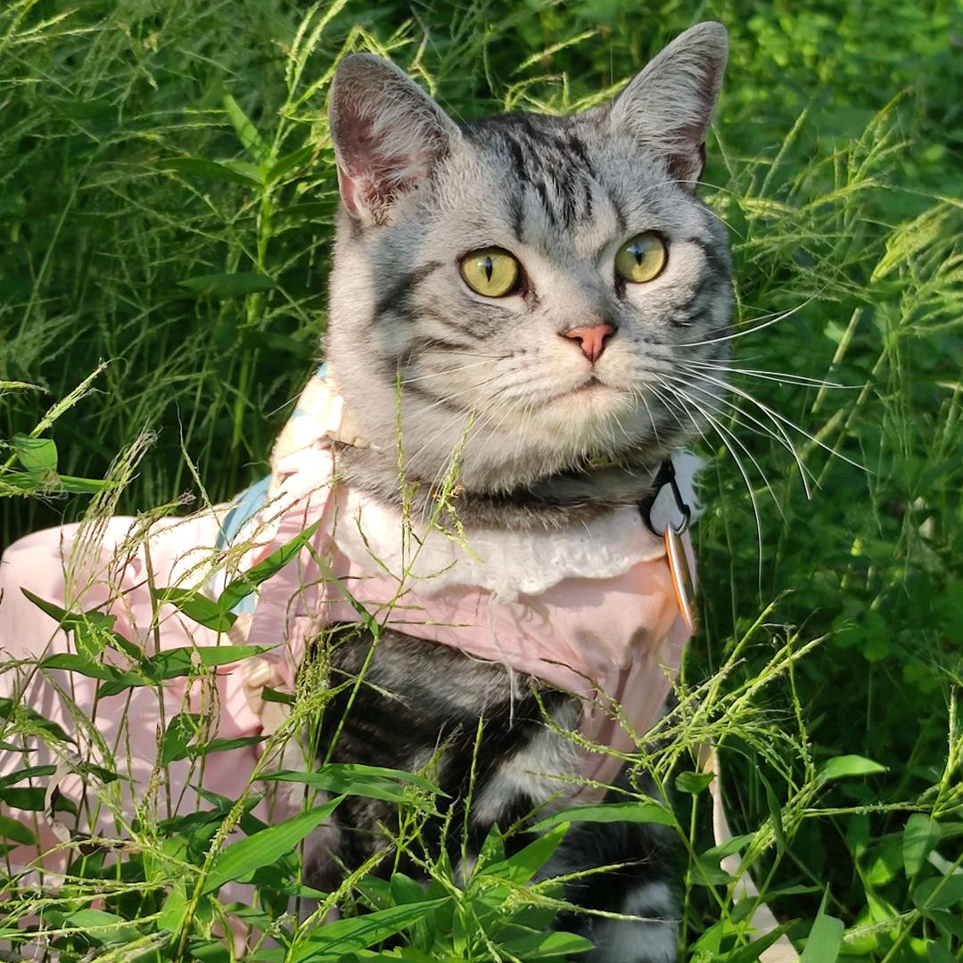 菲姐