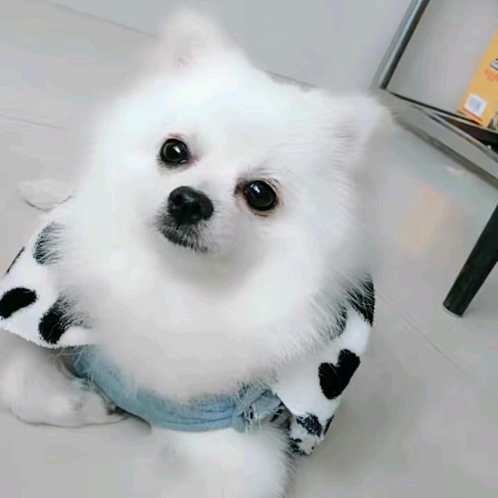 运城宠物港宠物美容沙龙(孑文路)