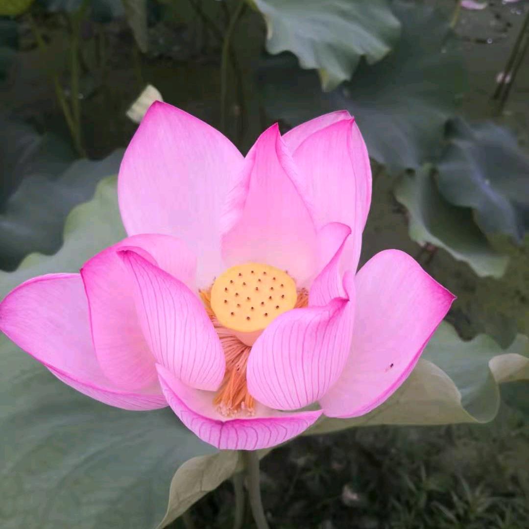 福缘批发