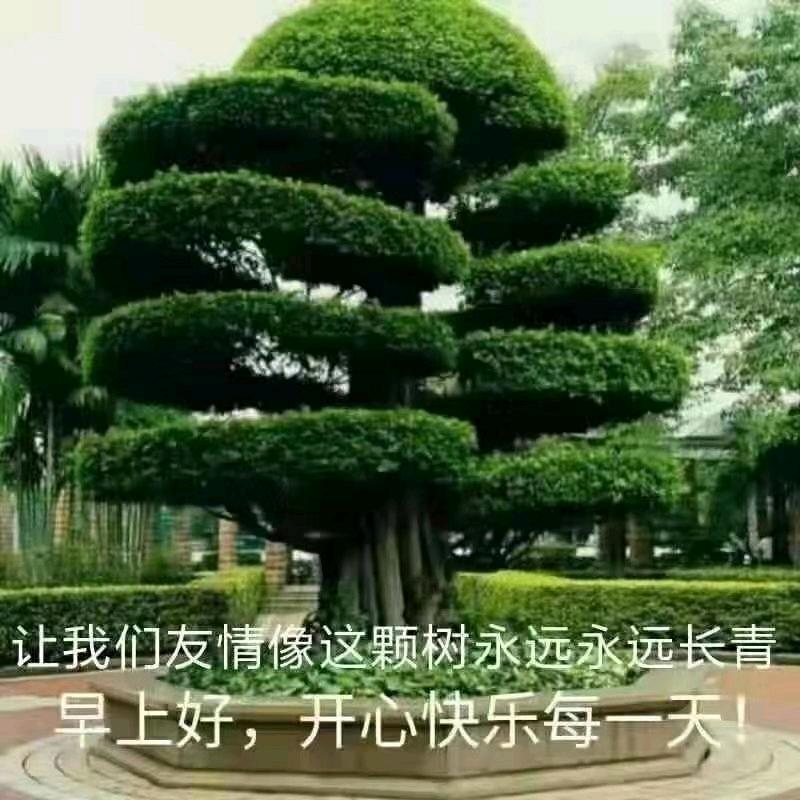 长松不老