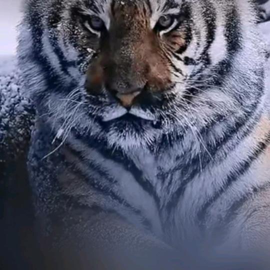 赛弗络莎