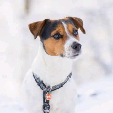 婷婷宠物（垦利店）