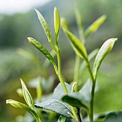 凡经茶阁