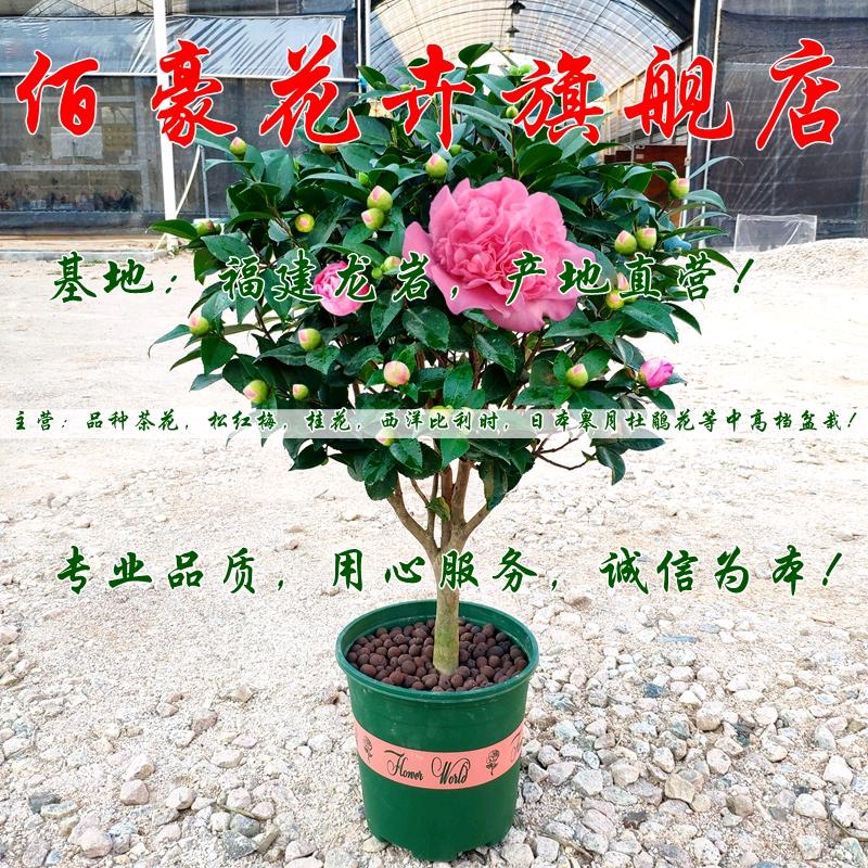佰豪花卉旗舰店06号