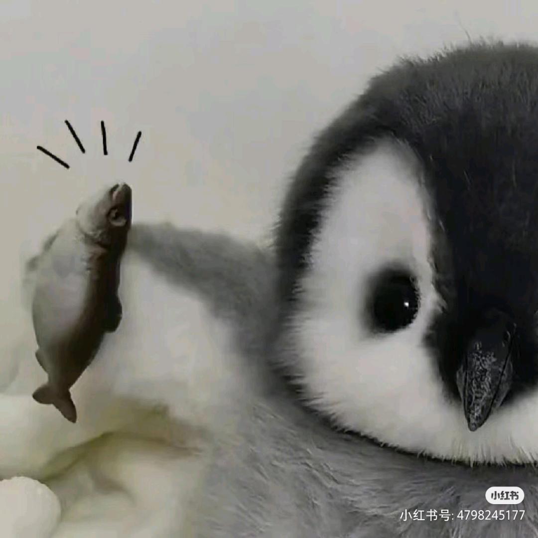 福西西西西
