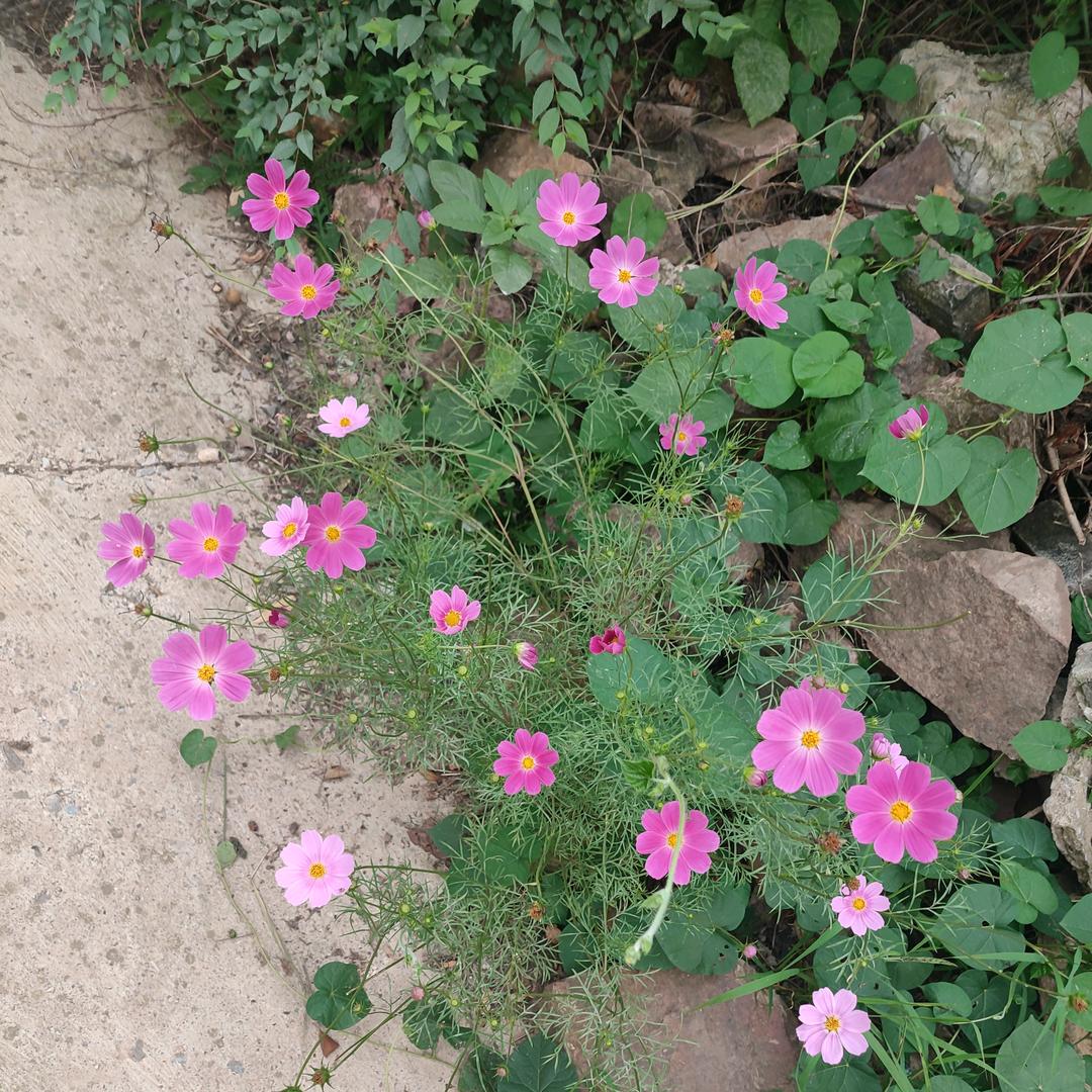 一口大锅炖不下