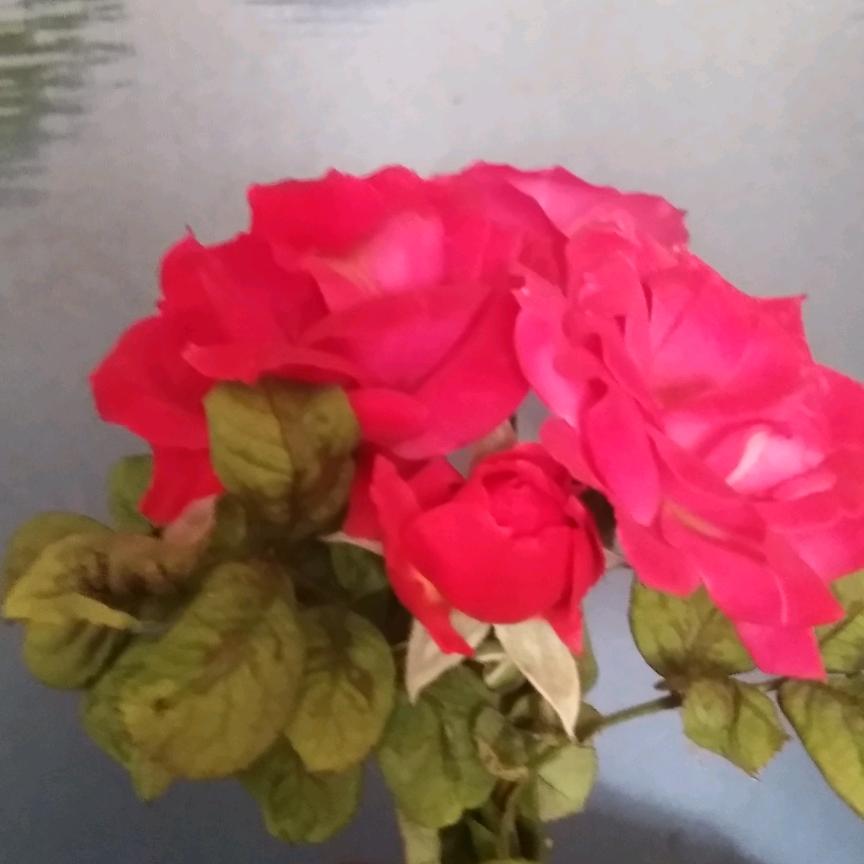 玫瑰🌹