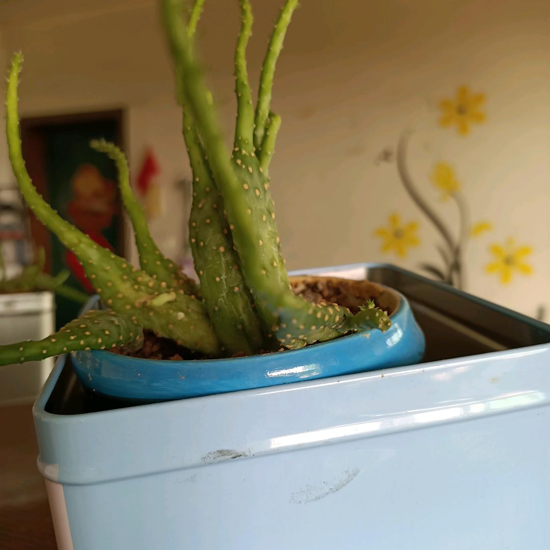 做自己的小仙女