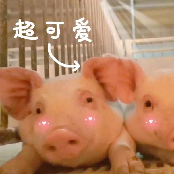 骆寻