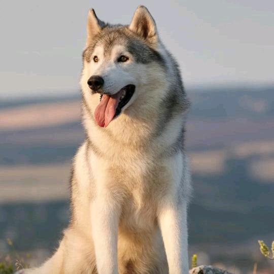 狼行天下🐺🐺