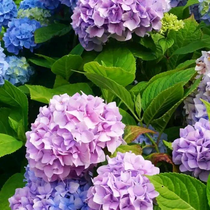 禹素花