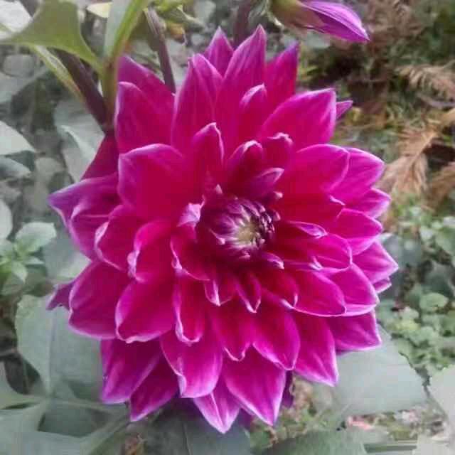 LCC才哥꧁꫞L💞ccLc꫞꧂