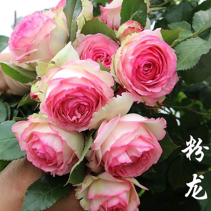 禹皓新花卉