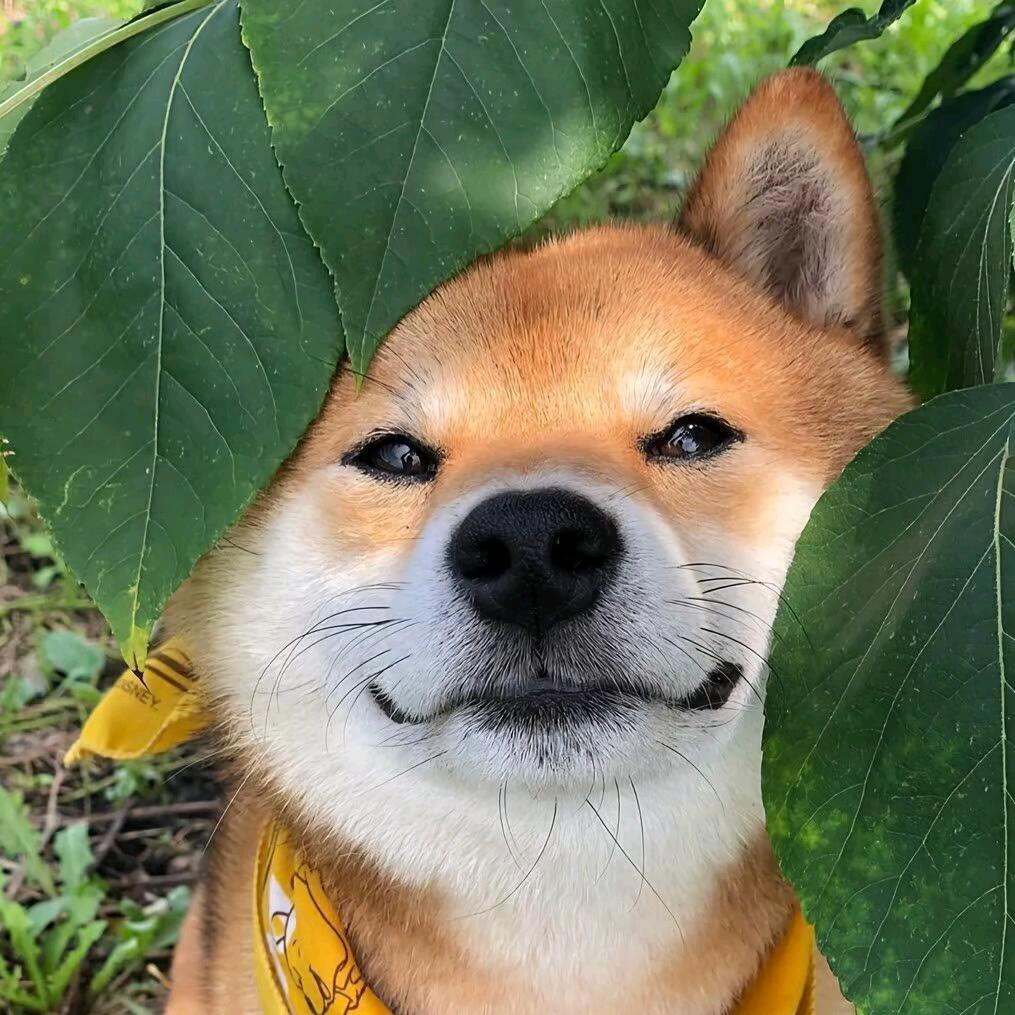 牡丹花之爱