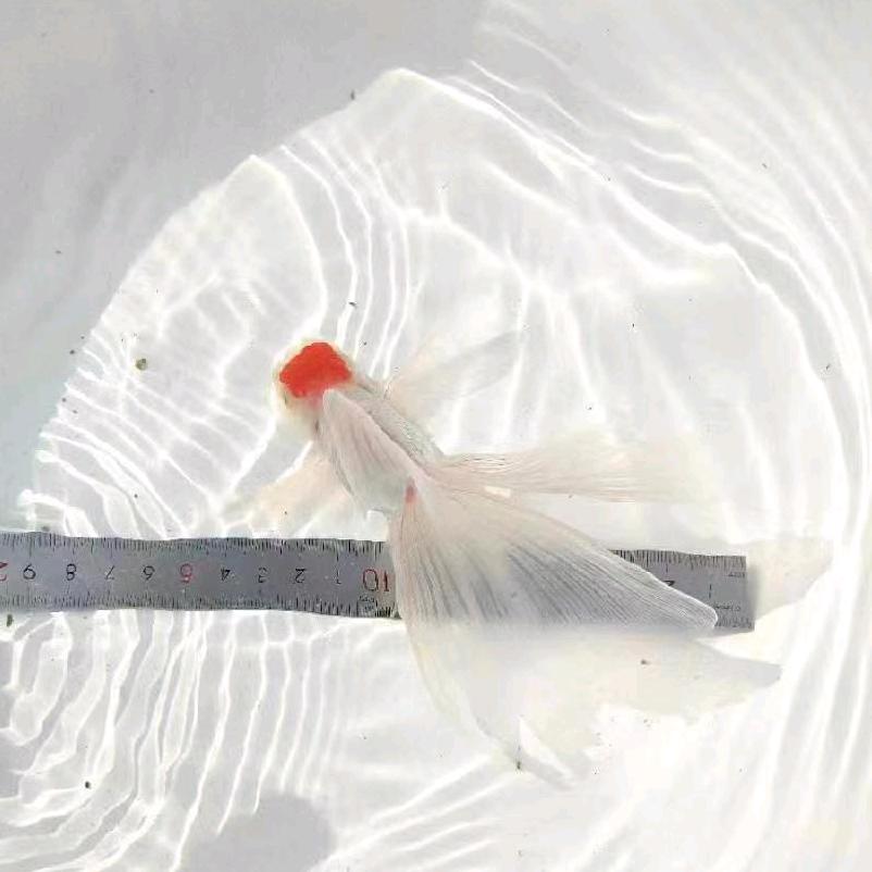 山水金鱼