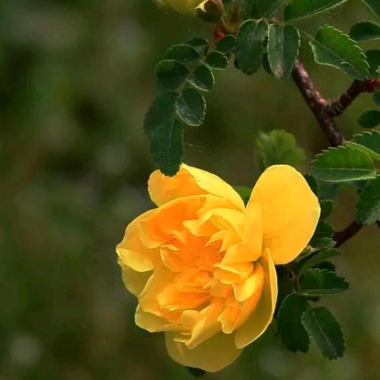 西宁大堡子泽美花卉1-4
