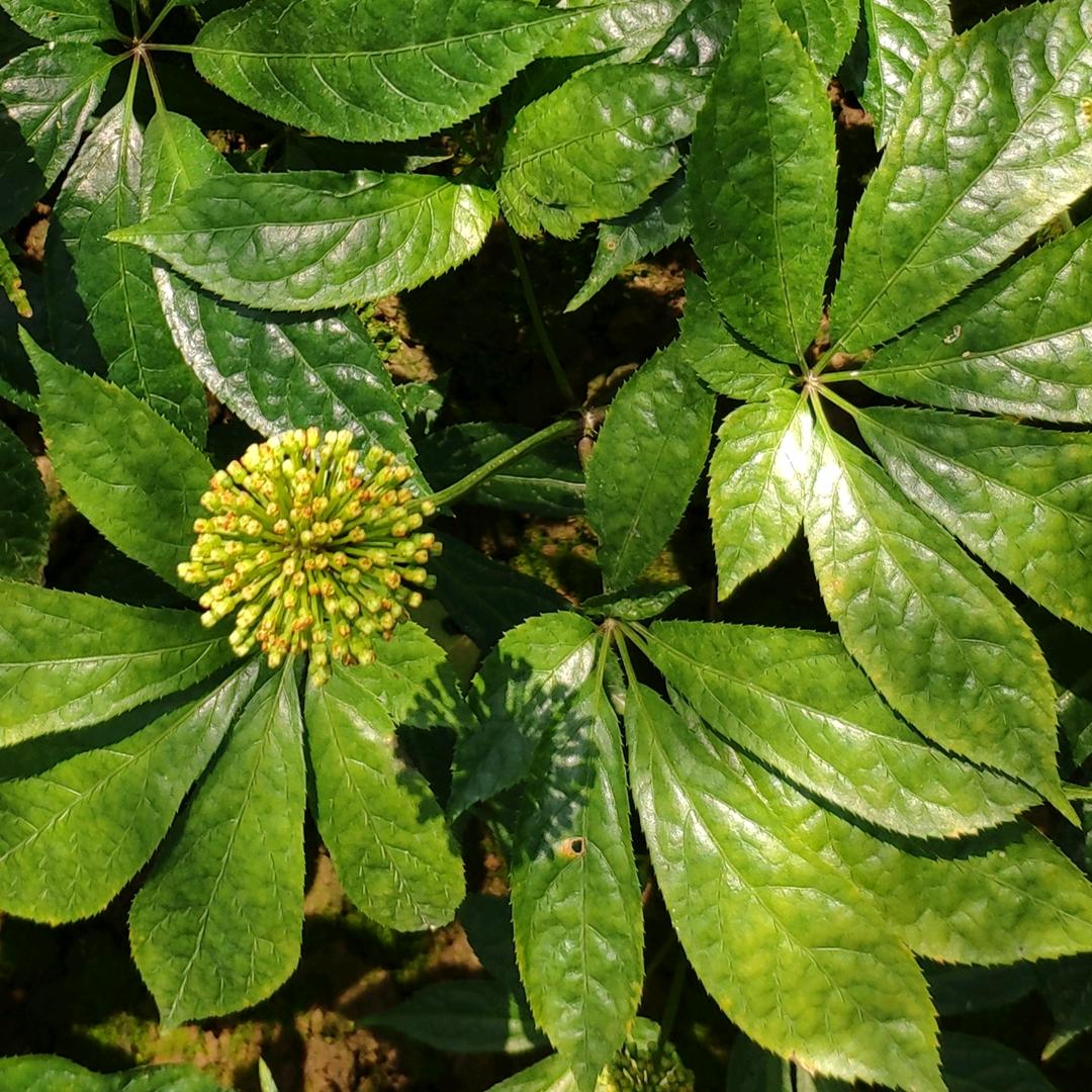 高大全
