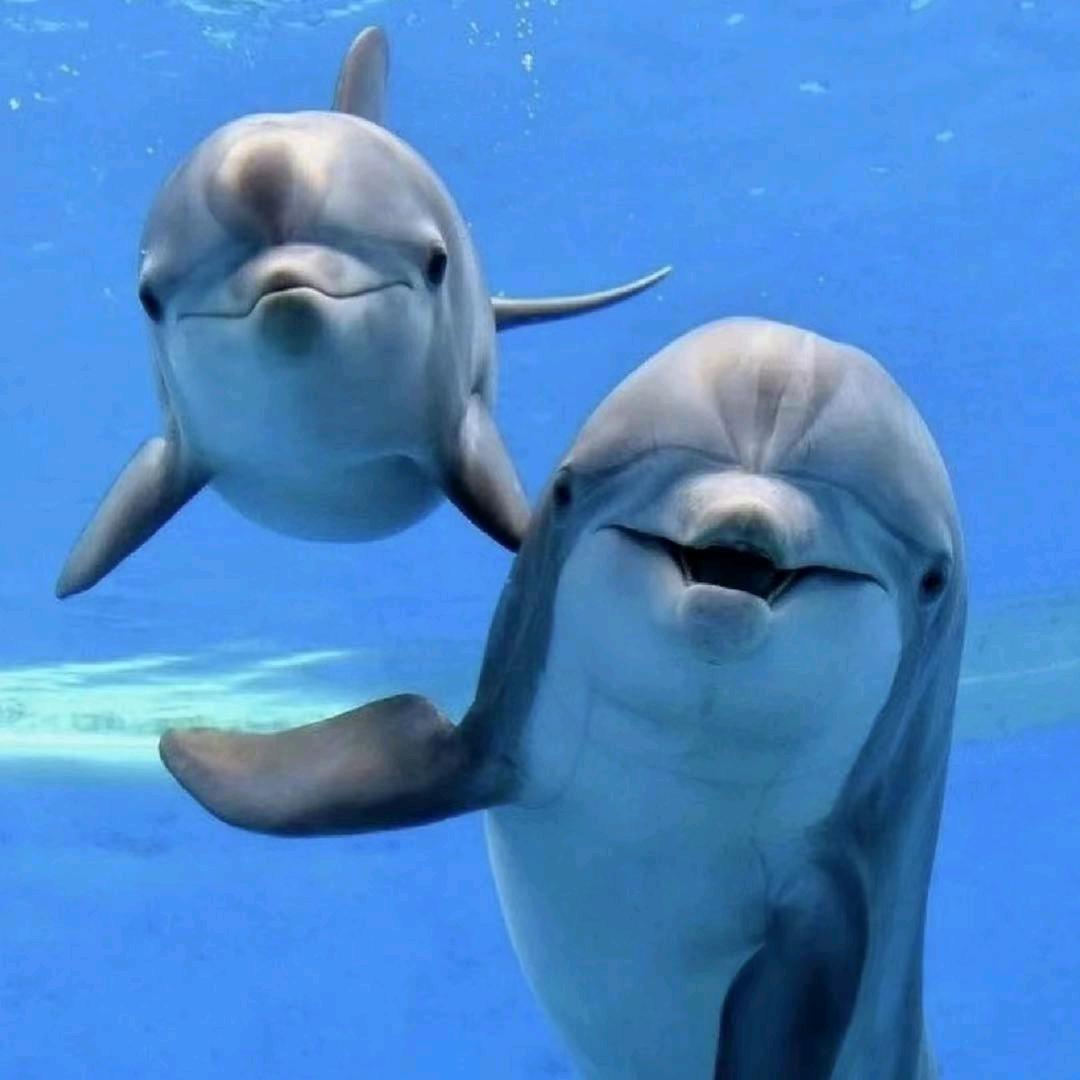 dolphin🐬海豚乐享生活🐬