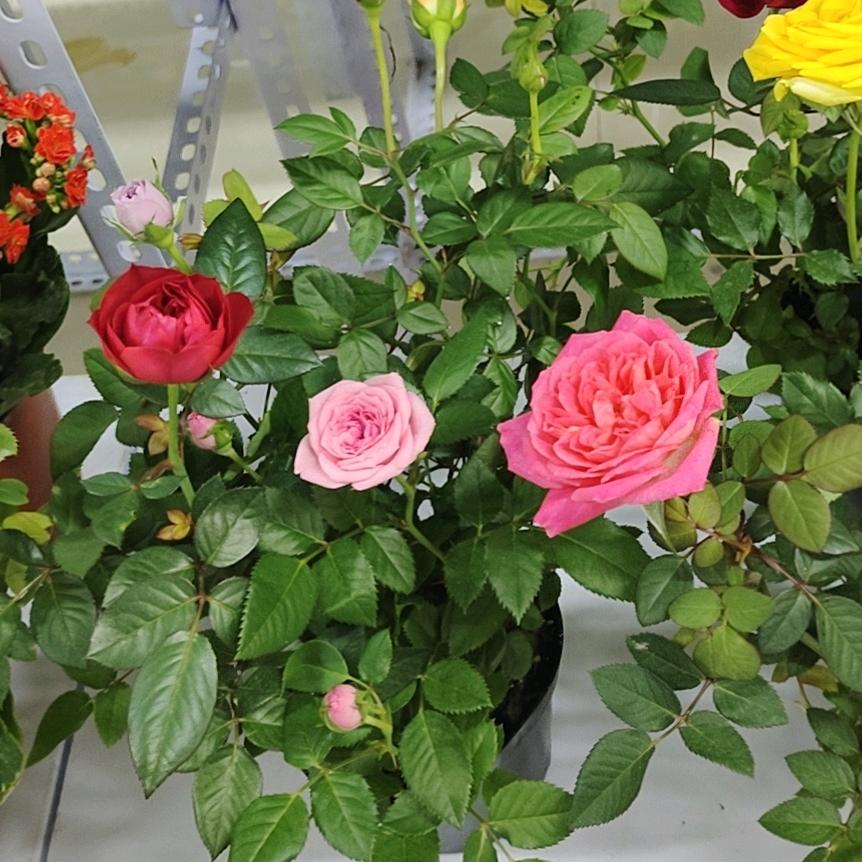 甜甜蜜蜜的爱