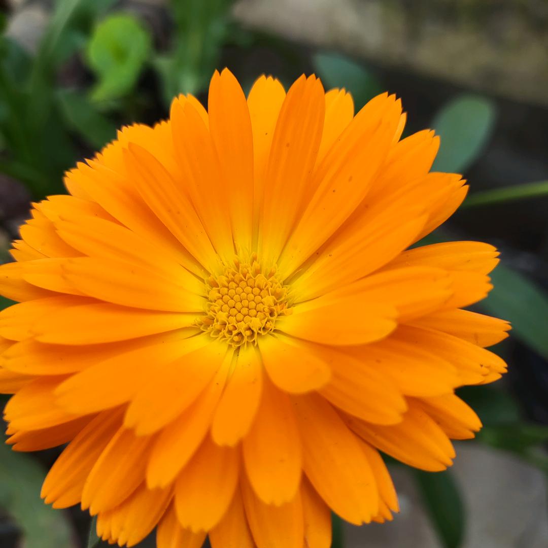 芬芬