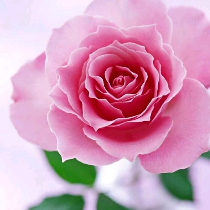 八月桂花🌸香