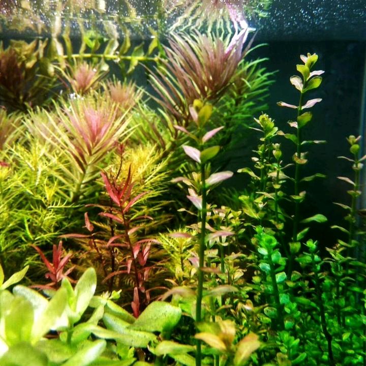 秋风扫