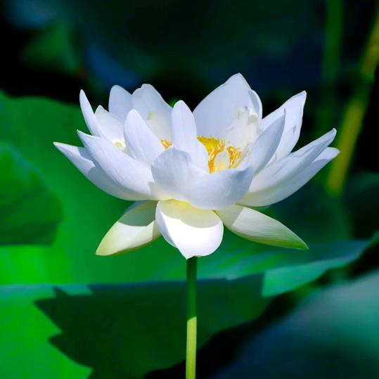 诺守康专注守护健康