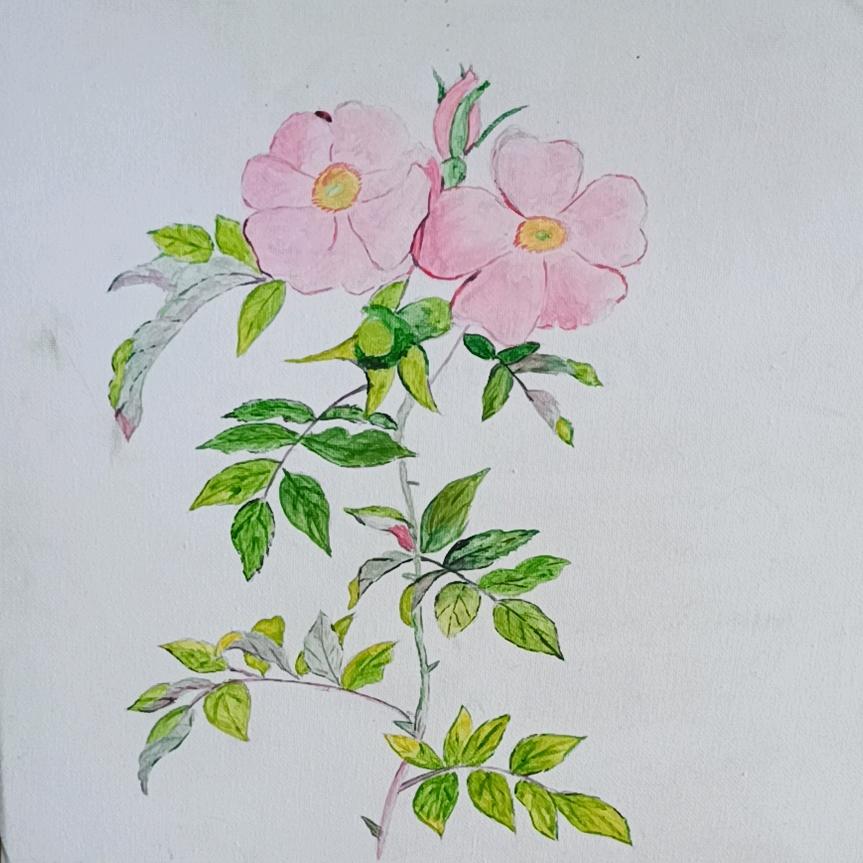 贝拉