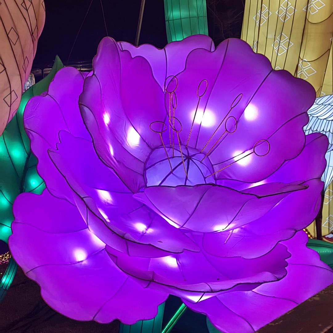 手机用户64560997184(夏慕柔)
