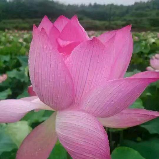 《四爷》