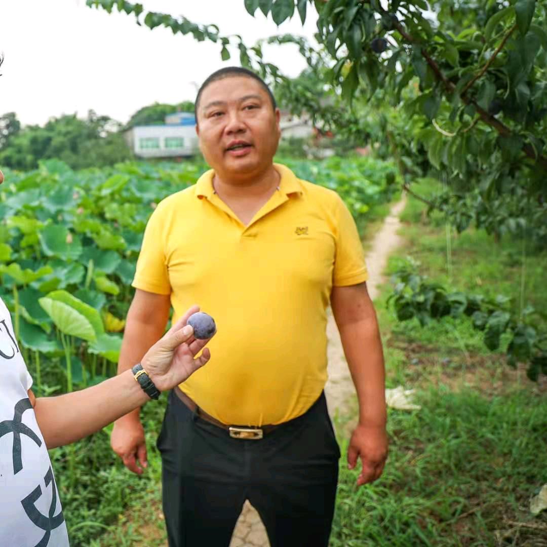 厚强果树苗木专营店波仔李子苗