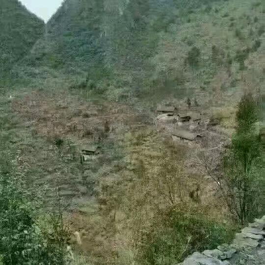 黔南-憨憨姐