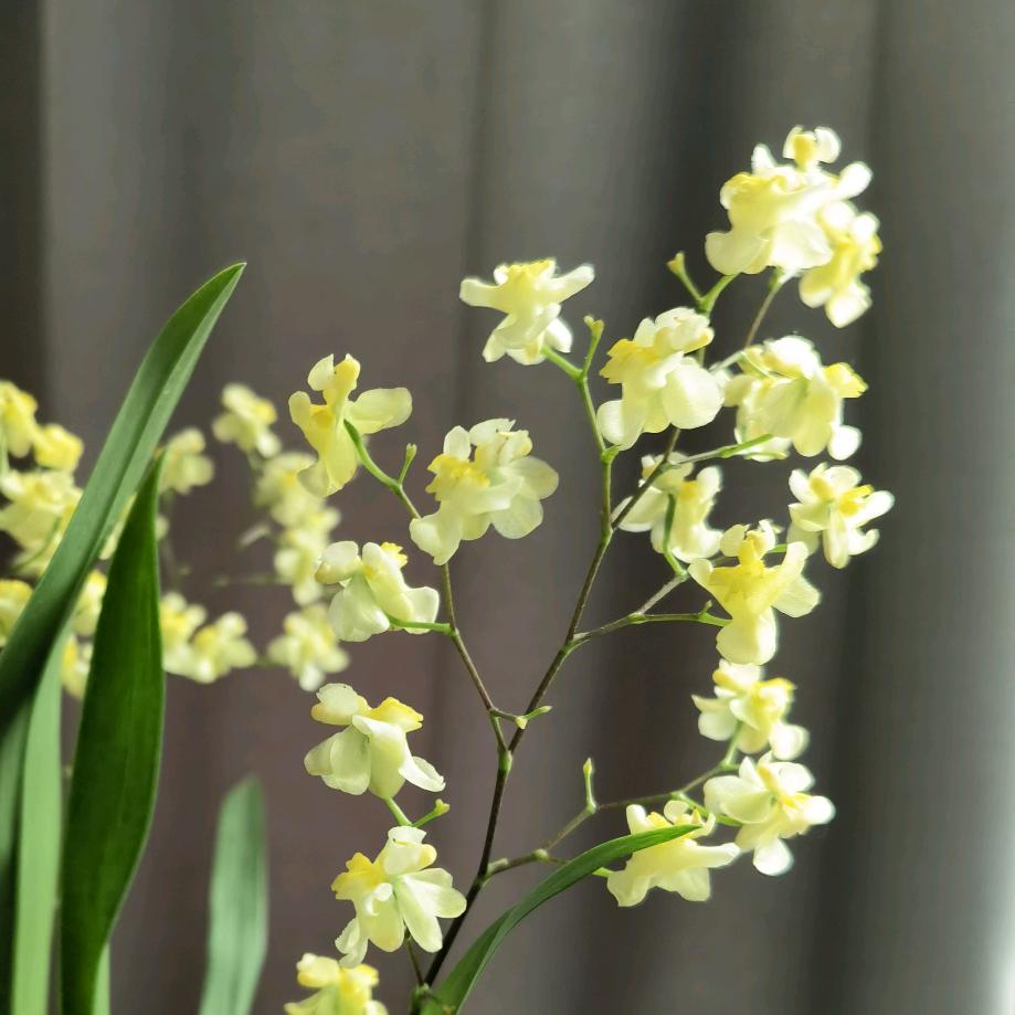静悠然花卉园艺