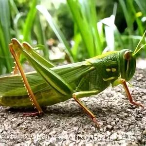 小梁蚂蚱特种养殖